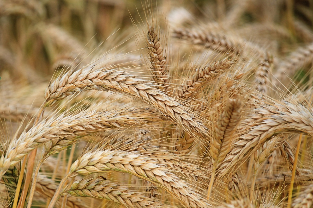 صنایع غذایی